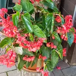 170813 Begonienpracht .webp