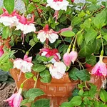 170813 Großblütige Fuchsien.webp