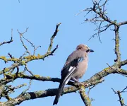 P1010434.webp