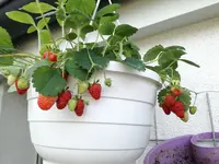 2017-08-15 08.58.24.webp