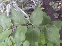 BILD8001.webp