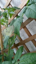 IMAG0229.webp