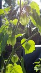 physalis.jpg