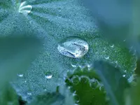 Auf dem Frauenmantel.webp