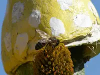 Da unten wohnt die Spinne.webp