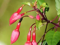 Fuchsie.jpg