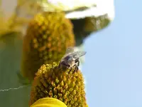 Ganz nah am Netz2.webp