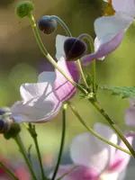 Herbstane. ohne Namen.webp