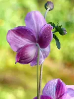 Herbstane. Prinz Heinrich.webp