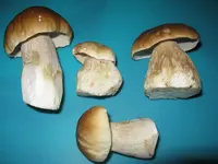 006_1024x768.webp