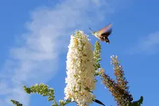 DSCN1891aa.webp