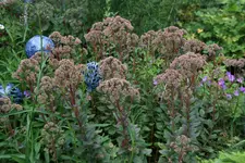 Sedum0717.webp