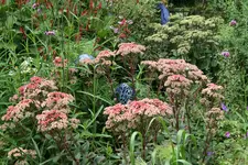 Sedum1217.webp