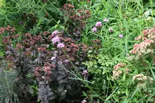 Sedum1317.webp