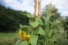 DSC09034.webp