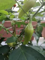 IMG_20170815_203611.webp