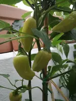 IMG_20170815_203628.webp