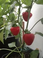 IMG_20170815_203741.webp