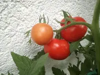 IMG_20170815_203315.webp