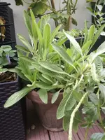 IMG_20170815_203354.webp