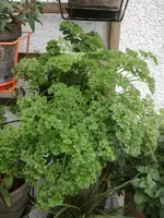 IMG_20170815_203652.webp