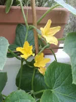 IMG_20170815_203123.webp