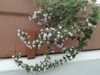 IMG_20170815_203407.webp