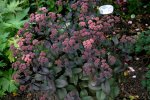 Sedum Xenox0107a.jpg