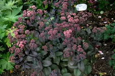 Sedum Xenox0107a.webp