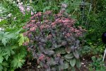 Sedum Xenox0207a.jpg