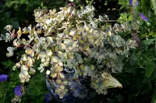 Sedum0207.webp