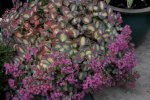 Sedum1907b.jpg