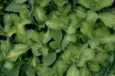 Sedum2008a.webp
