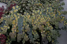 Sedum2408c.webp