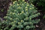 Sedum1608a.jpg