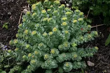 Sedum1608a.webp