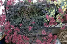 Sedum2508.webp