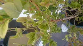 Blaubeere.webp