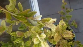 Blaubeere1.webp