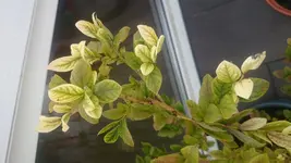 Blaubeere2.webp