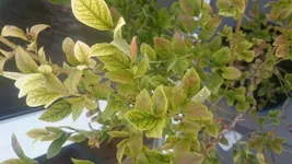 Blaubeere3.webp