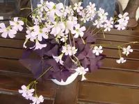 P1030913.webp