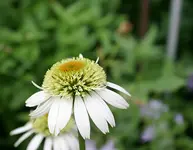 Echinacea0410a.webp