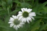 Echinacea0810.jpg