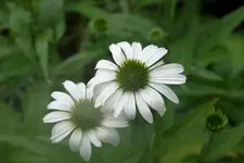 Echinacea0810.webp