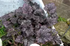 Heuchera0107.webp