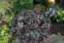 Heuchera0207a.webp