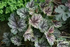 Heuchera0214.webp
