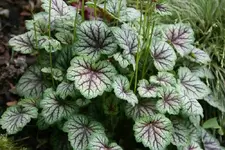 Heuchera0314.webp