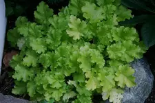 Heuchera2811.webp